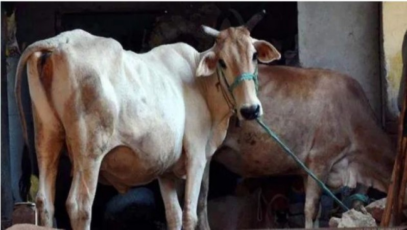 Policeman's son Mubarak Ali kills two pregnant cows, farmer gets chopped head
