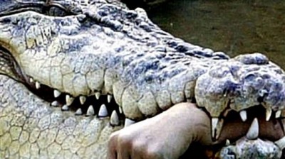 Crocodile chewed woman's hand who went to drink water from river