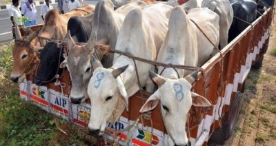 UP Police soldier arrested for smuggling cow