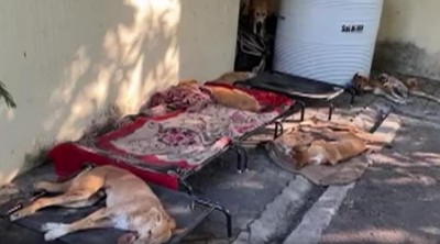 30 कुत्तों को खिलाया जहर, 24 की हुई मौत