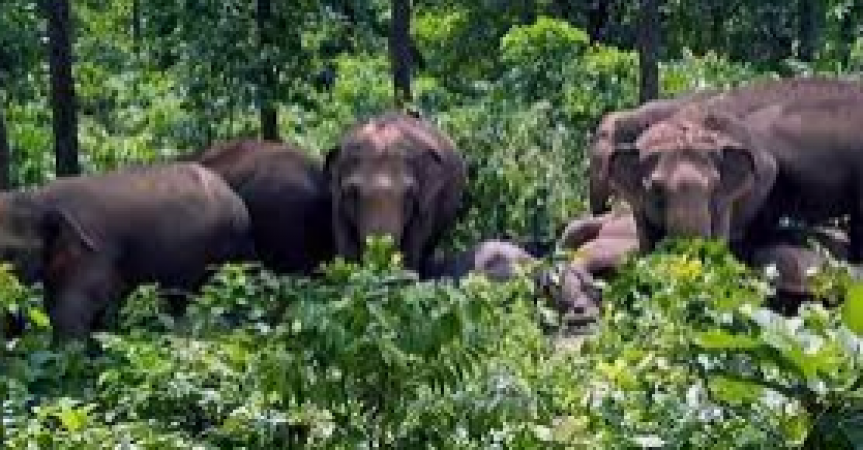 जारी है हाथियों का आतंक, खेत की रखवाली कर रहे किसान की गई जान