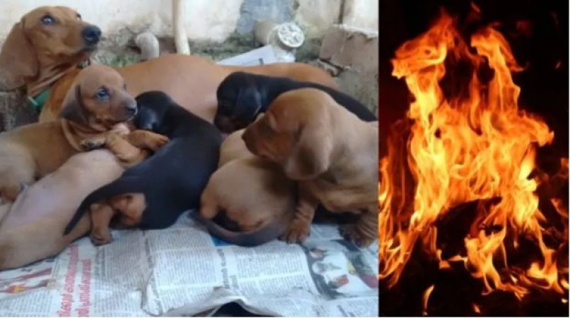 Cruelty of woman in Kerala, 7 children of dog with their mother burnt alive