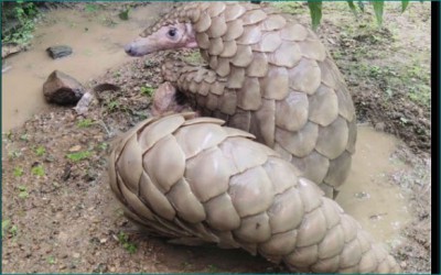 MP: 3 accused arrested with Pangolin sent to jail