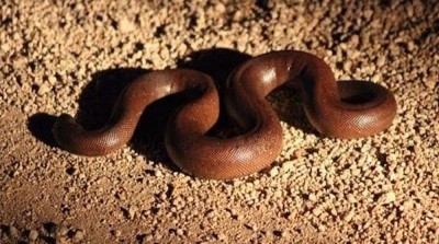 UP police arrested smuggler with two head red sand boa