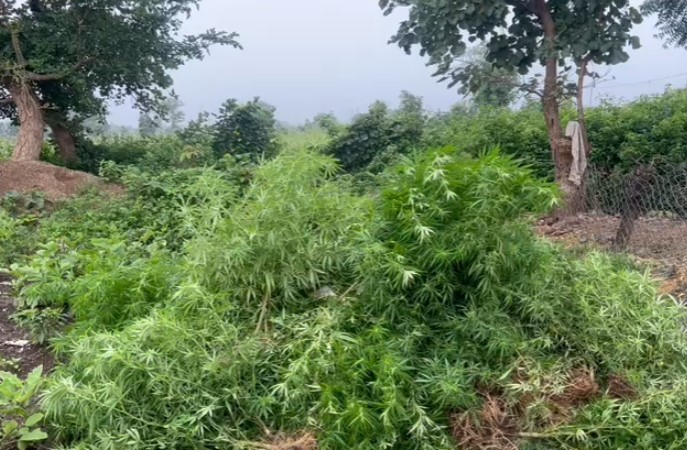 मिर्च की फसल के बीच अवैध गांजे के पौधे, जब्त किया 74 किलो गांजा