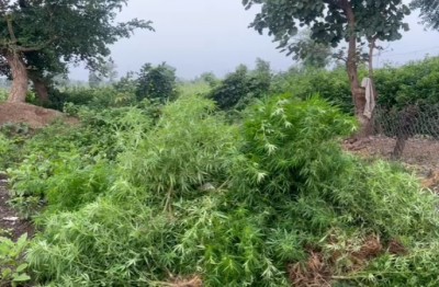 मिर्च की फसल के बीच अवैध गांजे के पौधे, जब्त किया 74 किलो गांजा