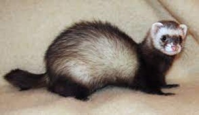 The Language of Play: Decoding the Ferret Lingo and Communication