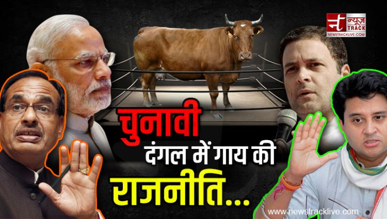 EDITOR DESK: चुनावी दंगल में गाय की राजनीति