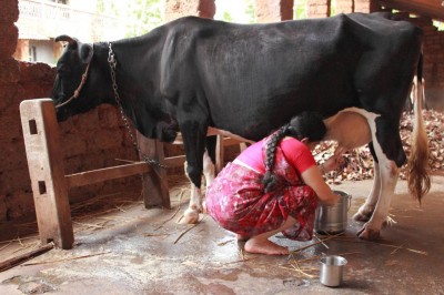 आखिर क्या है 'शाकाहारी दूध' ? जिसे लेकर PETA और AMUL में मचा है घमासान