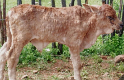 लंपी वायरस को लेकर प्रदेश सरकार अलर्ट,पशुओं को टीकाकरण करने के दिए निर्देश