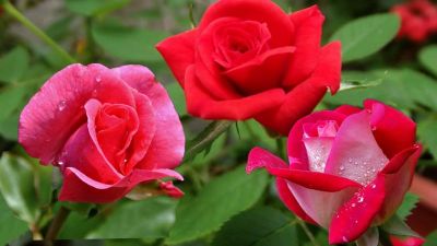 Rose Flower fills positive energy in your house