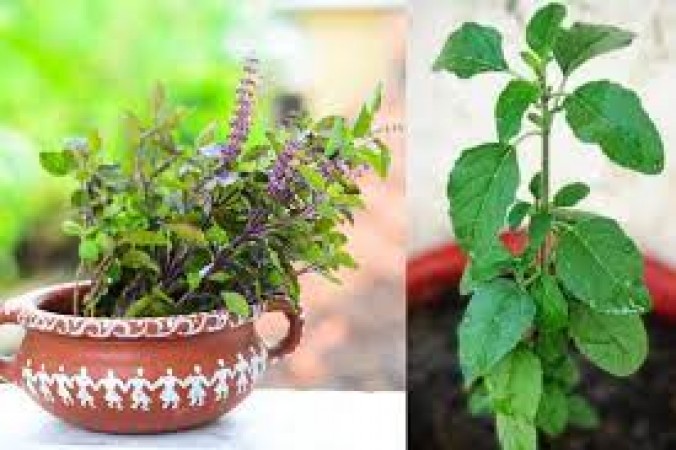Keep these things away from Tulsi in Kharmas, otherwise Goddess Lakshmi will get angry! know everything