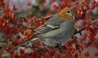 Celebrating Biodiversity: Christmas Bird Count Week 2023-2024