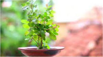Do this small work today on Tulsi Day, Goddess Lakshmi will stay happy