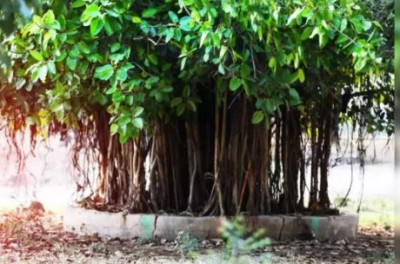 Why is Peepal tree worshiped and circumambulated, know what is its religious belief
