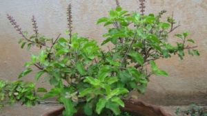 Never give water to a Tulsi plant in the evening