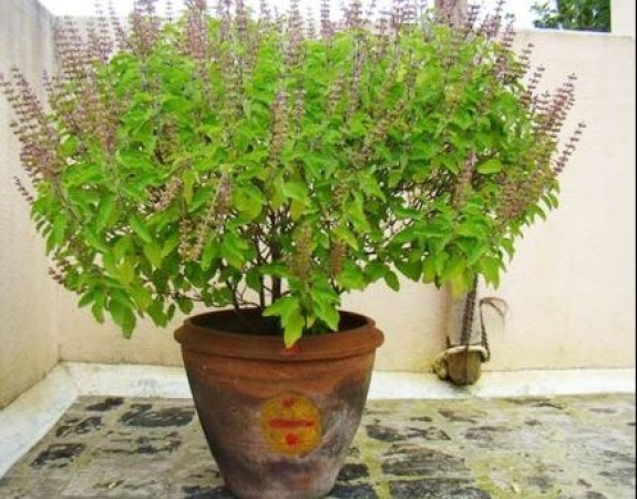 green-healthy-fresh-medicinal-organic-herbs-tulsi-plant-at-best-price