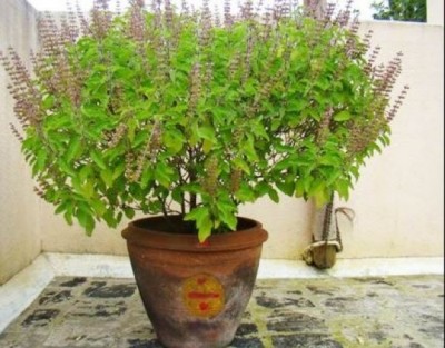 Natural Remedies to save your Tulsi Plant from Dying, reasons for its drying out