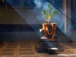 Religious Aspects of Tulsi: The Sacred Plant of Devotion