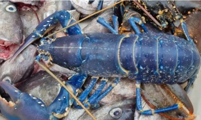 Rare Blue Lobster Found By Fisherman, See Pics