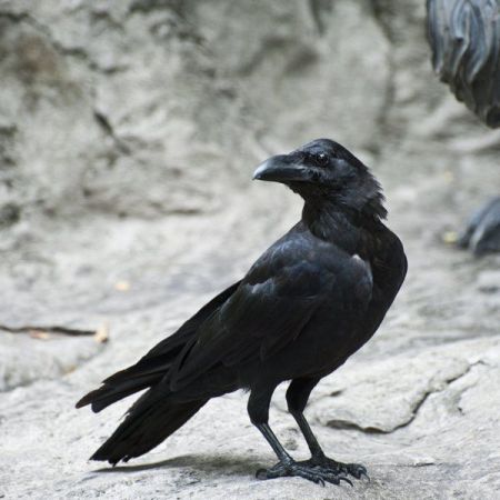 काले कौवे को जामुन खिलाने से दूर होता है शनिदोष