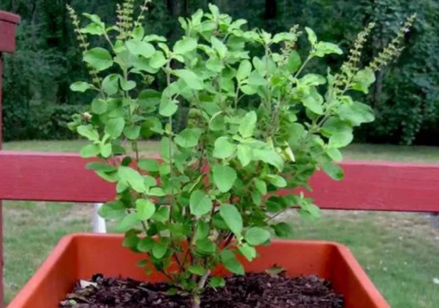 Divine Blessings at Home: Embrace the Sacred Tulsi Plant