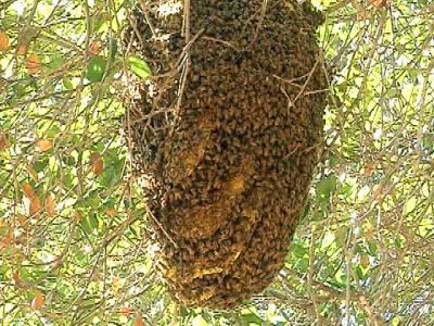 घर में मधुमक्खी का छत्ता देता है अशुभता का इशारा