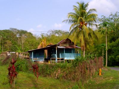 नारियल के पेड़ को घर में लगाने से हो सकता है धन का नुकसान
