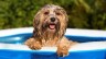Your dog will not feel hot, just keep these things in mind