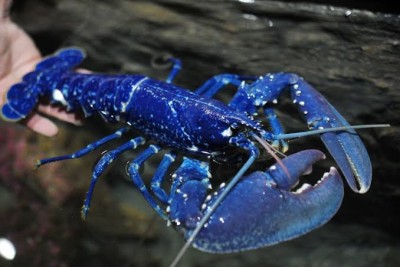 Fisherman catches ultra-rare blue lobster