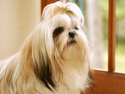 Shih Tzu to Beagle: 7 Breeds of Dogs with the Longest Life Expectancies