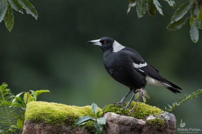 Magpies: Unveiling the Fascinating World of These Intelligent Birds