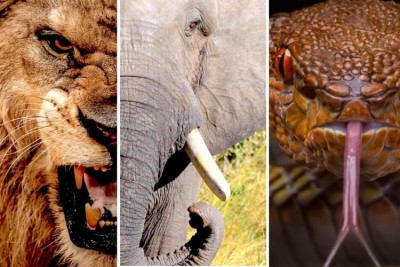 The Deadly Ten Exploring the Most Poisonous Animals on Earth