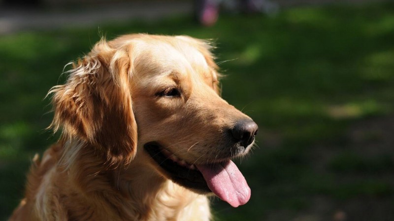 Golden retriever best sale intelligence ranking