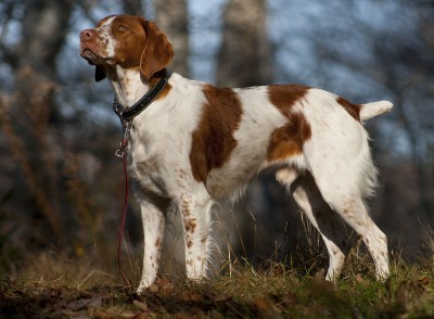 Which of the top 9 dog breeds have the longest lifespans?