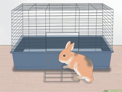 Rabbit Hutch Setup: A Comprehensive Guide to Ensuring Your Pet's Comfort