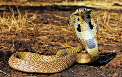 Bizarre! Woman thinks hissing cobra, turns out to be an electric toothbrush