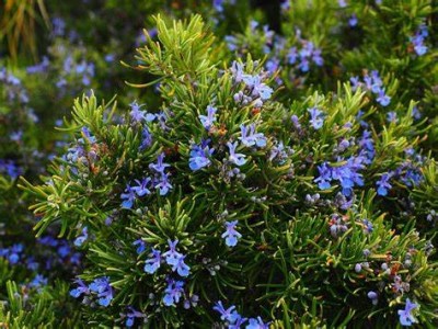 Follow These 6 Steps to Grow Rosemary in Your Own Garden