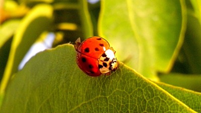 Ladybugs: 14 Intriguing Facts
