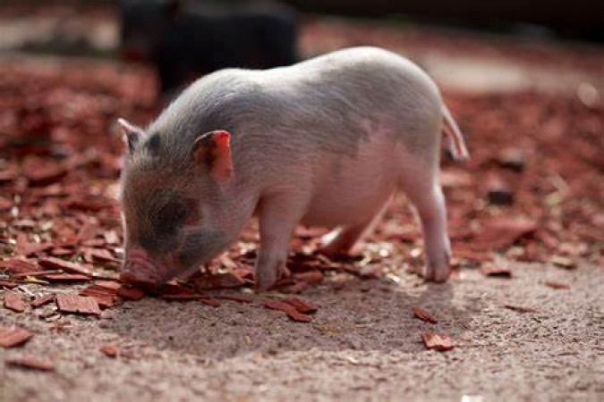 Twenty Fascinating Tidbits about Pigs