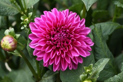 दुनिया के सात सबसे आश्चर्यजनक फूल