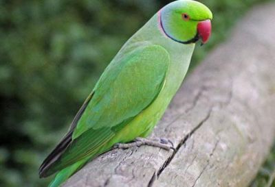 You will forget everything after looking the dance of this 'Parrot'