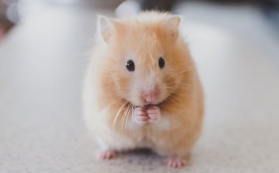 Want to keep a small animal, bring home a cute hamster, care is easy, keep 5 things in mind