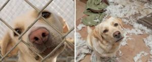 8 Before-After Photos of rescued animals that will make your day