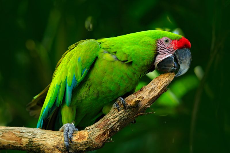 A group of 'Opium-addicted' parrots wreaking havoc in field, not scared of even firecrackers