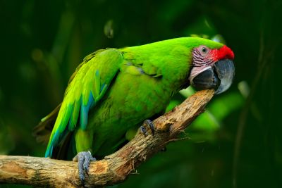 A group of 'Opium-addicted' parrots wreaking havoc in field, not scared of even firecrackers