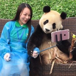 Selfie hangover of Giant Panda; he knows how to pose