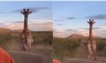 Viral Video!! Angry Giraffe started running after the Tourist, shocking thing happened next