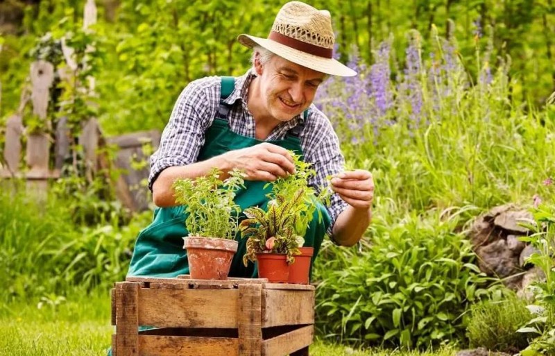 The Therapeutic Benefits of Horticulture and Plant Care