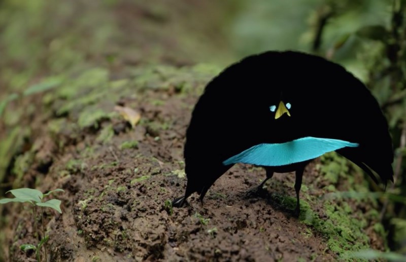 The Elaborate and Mesmerizing Courtship Dances of Male Birds of Paradise